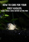 How To Care For Your First Axolotl