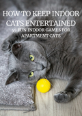 How To Keep Indoor Cats Entertained